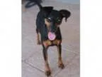 Adopt Snoop a Miniature Pinscher
