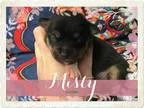 Adopt Ace a Black - with White Pit Bull Terrier  Mixed dog in Sp