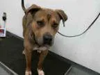 Adopt REX a Rottweiler Mixed dog in Tulsa OK ()