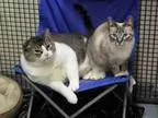 Adopt KARMA a Domestic Mediumhair  Mixed (medium coat) cat in An