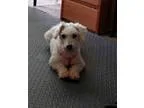 Adopt Billy a Poodle (Standard)  Mixed dog in Valparaiso IN (152