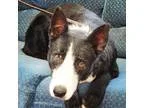 Adopt Rowan a Black - with White Shepherd (Unknown Type)  Mixed 