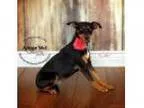 Adopt Cleo a Miniature Pinscher