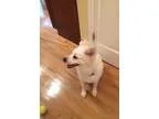 Adopt Eski a American Eskimo Dog