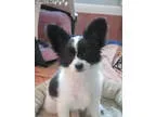 AKC Sparkles