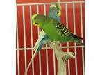 Adopt Budgies (Six available) a Budgie bird in West Fargo ND (14