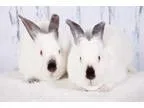 Adopt Harmon and Kimber a Californian