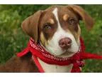 Adopt Apollo a Brindle - with White Hound (Unknown Type)  Mixed 