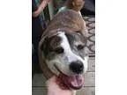 Dental gratis