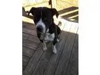 Adopt Jake a Black - with White Labrador Retriever  Great Dane  