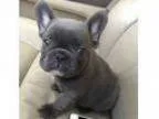 French bulldog
