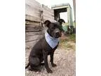 Adopt Dakota a Pit Bull Terrier Labrador Retriever