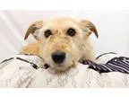 Adopt Chibi a TanYellowFawn - with White Terrier (Unknown Type