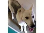 Adopt 18416 Rescued a White - with Gray or Silver Shepherd (Unkn