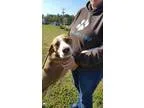 Adopt Chocolate a Hound