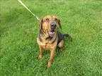 Adopt Mercy Aka Deedee a Hound (Unknown Type)  Shar Pei  Mixed d