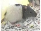 Adopt Aaron a Rat Rat