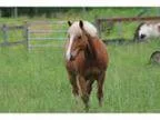 Adorable haflinger for sale