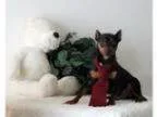 Adopt Cheetoh a Miniature Pinscher