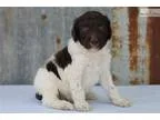 Knox male Standard Poodle