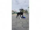 Adopt Maverick Your Top Gun a Black - with White Boxer Mixed d