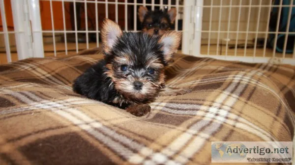 Yorkie  Poodle YorkipooPuppies For Sale