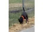 Adopt Peppy a Black - with White Boxer  Pug  Mixed dog in Lewisb