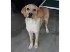 Adopt Captain a RedGoldenOrangeCh estnut Labrador Retriever  Spa