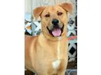 Adopt Horace a TanYellowFawn - with White Labrador Retriever  Mi