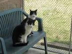 Adopt Sage and Dill a Domestic Short Hair-black and white