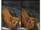 10month old labblue tick and a 1 and a half year old Pitbull for
