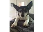 Adopt Rafaela a White - with Black Fox Terrier (Toy)  Mixed dog 