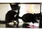 Adopt Chip and Dale a Black and White or Tuxedo Domestic Shortha