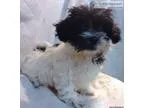 Havanese Puppy For Sale