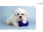 Lucy - Elitepuppys.Com - Q033315