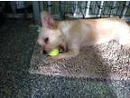 Adopt Truman a Westie West Highland White Terrier  Mixed dog in 
