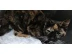 Adopt 16916 Feral Rescued a Calico or Dilute Calico Calico (shor