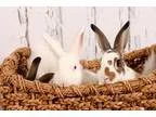 Adopt Christopher CiCi and Cheyenne a English Spot Lop Eared
