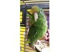 Adopt Julio a Amazon bird in West Fargo ND (14550479)