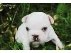 AKC Frenchie