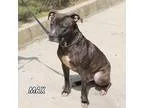 Adopt Max a American Staffordshire Terrier  Mixed dog in Hot Spr