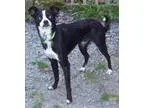 Adopt Pete a Black - with White Papillon  Boston Terrier  Mixed 