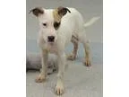 Adopt Penelope a Pointer Whippet