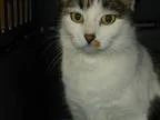 Adopt Piper a Brown Tabby Domestic Shorthair  Mixed (short coat)