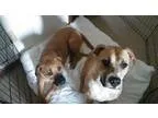 AKC English Bull Dog Puppys - Price: $1200