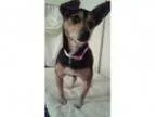 Adopt Tippi a Miniature Pinscher