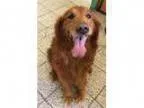 Adopt Buddy a Golden Retriever