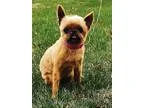 Adopt NIXIE Prairie Village KS a RedGoldenOrangeCh estnut - with