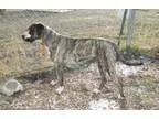 Adopt Bit a Dogo Argentino Black Mouth Cur