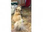 Adopt Snowflake a Golden Retriever Shepherd